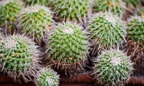 We bet you stuck with difficult level in usa today crossword game, don't you? Looking Sharp How The Cactus Became The World S Most Wanted Plant Homes The Guardian