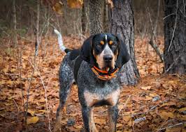 Have a look below at some excellent decorating ideas for your small living room and remember, its all about the layout! Stories Behind Every Dog Breed That Originated In America Stacker