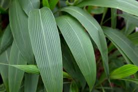 Image result for Setaria