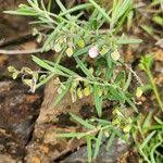 Image result for Polygala sphenoptera