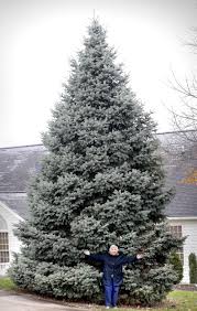 Check spelling or type a new query. Towering Blue Spruce To Be City S Christmas Tree Winchester Star Winchesterstar Com