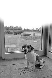 Every Buddy Deserves a Chance