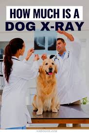 pin on pet health