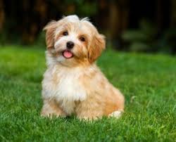 They adore spending time with people and are as cheerful and content as can be when by your side. 6 Best Havanese Breeders In New York 2021 We Love Doodles
