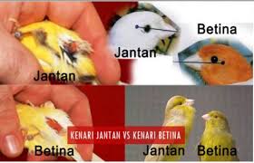 We did not find results for: Cara Ternak Kenari Kandang Obat Jenis Harga Unggul Cantik