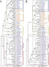Image result for Amaranthus praetermissus