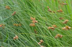 Image result for Carex echinochloe