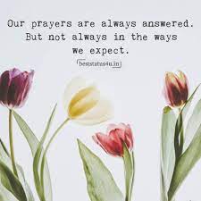 100 Best Quotes For Flower Lovers Cute Whatsapp Status For Flower Flower Lover Amazing Flowers Flower Quotes