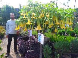 The trumpet tree blooms are incredible for the size of the blooms, prominence and fragrance. Angel S Trumpet Trees Garden View Nursery