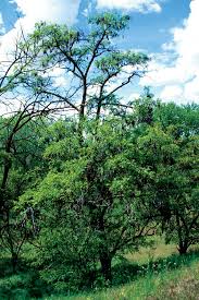 Propagating sunburst honey locust trees. Washington State Noxious Weed Control Board