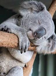 Koala Bear Baby Animals Cute Animals Animals