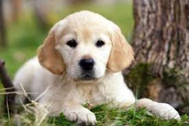 What could you possibly want to know about me? Golden Retriever Alles Uber Den Freundlichen Familienhund