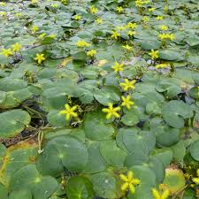 Image result for Nymphoides thunbergiana