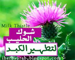 مدونة اي هيرب بالعربي حبوب حليب الشوك اي هيرب والخرفيش حبوب للكبد السليمارين iherb milk thistle plants