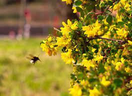 A long time ago, it came from the coastal areas of the eastern mediterranean, from syria and the maritime (next to the sea) parts of asia minor and northern iran at the south end of the caspian sea. Happy Bees And Wet Olive Trees Olivesandartichokes