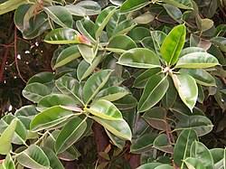 Image result for ficus elastica flower