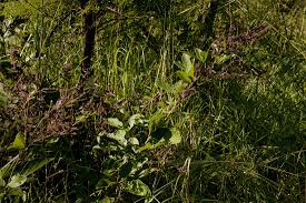 Image result for Pseudarthria