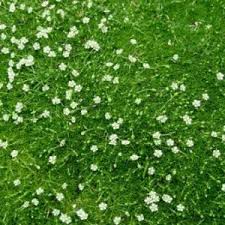 Moss gardens are made in the shade. Irish Moss Sagina Subulata