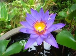 320x568px Free Download Hd Wallpaper Lotus Serenity Wellness Meditation Peaceful Tranquility Wallpaper Flare Download hd 1080x2340 wallpapers best collection. wallpaperflare
