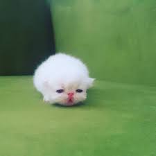 Redpoint Persiancat Likeforlike Persian Kitten Girl Iran Irankedisi Kedi Like4like Instalike Instalove Instagramcats