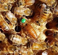 There is normally only one adult, mate. Beewise Beekeeping Equipment Queen Bees
