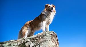 This playful pup is vet checked, up to date on shots and wormer, plus comes with a health guarantee provided by the breeder. Bernese Mountain Dog Golden Retriever Mix Breed Info Traits Facts
