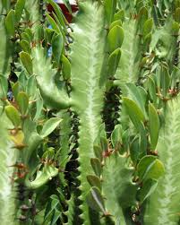 Image result for Euphorbia transvaalensis