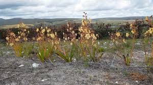 Image result for Cyphia brachyandra