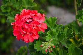 Image result for Geranium