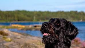 And sw florida areas, have been oregon coast labradoodles tammy greer 483 ohio ave se bandon or 97411 phone. The 6 Best Labradoodle Breeders In Ohio Oh 2021