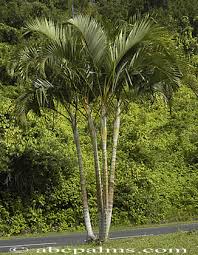 Image result for Dypsis