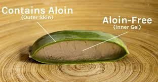 Image result for free pictures of aloe vera