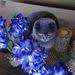 ilginc farkli ve bilinmeyen hayvanlar interesting different and unknown animals panosundaki pin