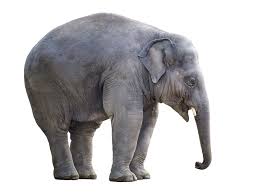 Beim hauptbild ist dies sogar pflicht. Elefant Weisser Hintergrund Kostenloses Bild Auf Pixabay
