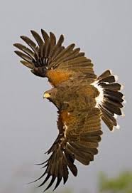 Black And White Hawk Eagle Texas The Harris S Hawk Is An Aerial Predator Of South And West Texas The Species Is Known To Hunt In Family Groups Whereby Pet Birds Birds Of Prey Beautiful Birds