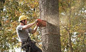 Baltimore Tree Experts - Have you seen our latest blog post about why you  should leave tree removal to the professionals? Check it out. "Tree removal  is a complex and potentially dangerous