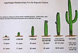 Saguaro Age Chart Cactus Cactus Plants Cactus Flower