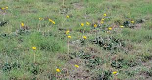 Image result for Haplocarpha scaposa