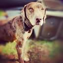 The Nomadic Canine (@thenomadiccanine) • Instagram photos and videos