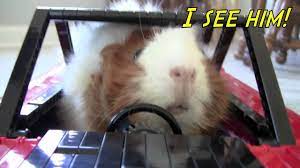 ##parrygripp #guineapigs #animalsongs guinea pig olympics. To The Guineamobile Youtube