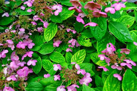 We did not find results for: Yellow Leaves On My Hydrangea Toronto Gardens