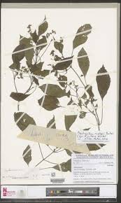 Image result for Achyrospermum ciliatum