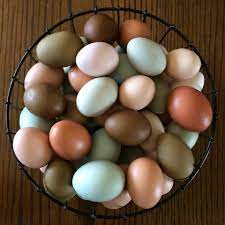 Check spelling or type a new query. Chickens That Lay Colored Eggs Purina Animal Nutrition