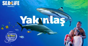 Sea Life Istanbul Giris Biletleri 33 Tl Den Baslayan Fiyatlarla Grupanya