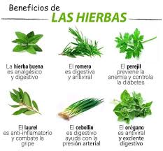 ?El uso de las plantas medicinales ha recorrido una gran parte de la  historia, ya que desde tiempos remotos y en diversas partes del mundo se  reconoce su importancia y utilización.? #PlantasMedicinales #