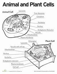 Maybe you would like to learn more about one of these? Science Grade 6 Hall Memorial School