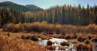 Other region 5 hunting access opportunities. Seeley Lake Campground Lolo Mt 1 Hipcamper Review