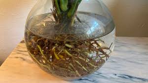 Mit dem kräutergarten im glas genießen ihre lieben frisch geschnittene kräuter aus eigener anzucht: Garten Water Plants Pflanzen Im Glas Liegen Im Trend Service Wir In Bayern Br Fernsehen Fernsehen Br De