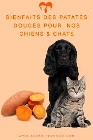 Patate Douce Un Legume Pour Nos Chiens Chats Sante Des Animaux De Compagnie Chien Chat Animaux De Compagnie