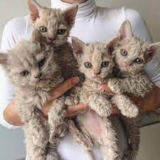 The founder of the ural rex breed was a curly cat named vasily, who was born in the city of zarechny in 1988. Curly Haired Cats Curlyhair